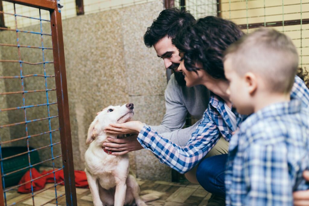 adoptar perro 1