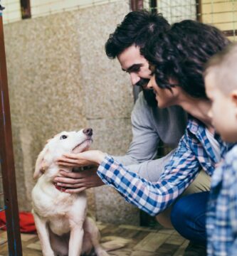 adoptar perro 1