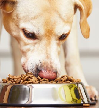 alimento balanceado