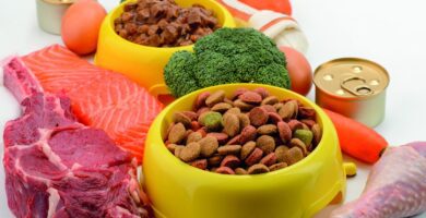 alimentos mascotas