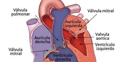 auriculas ventriculos