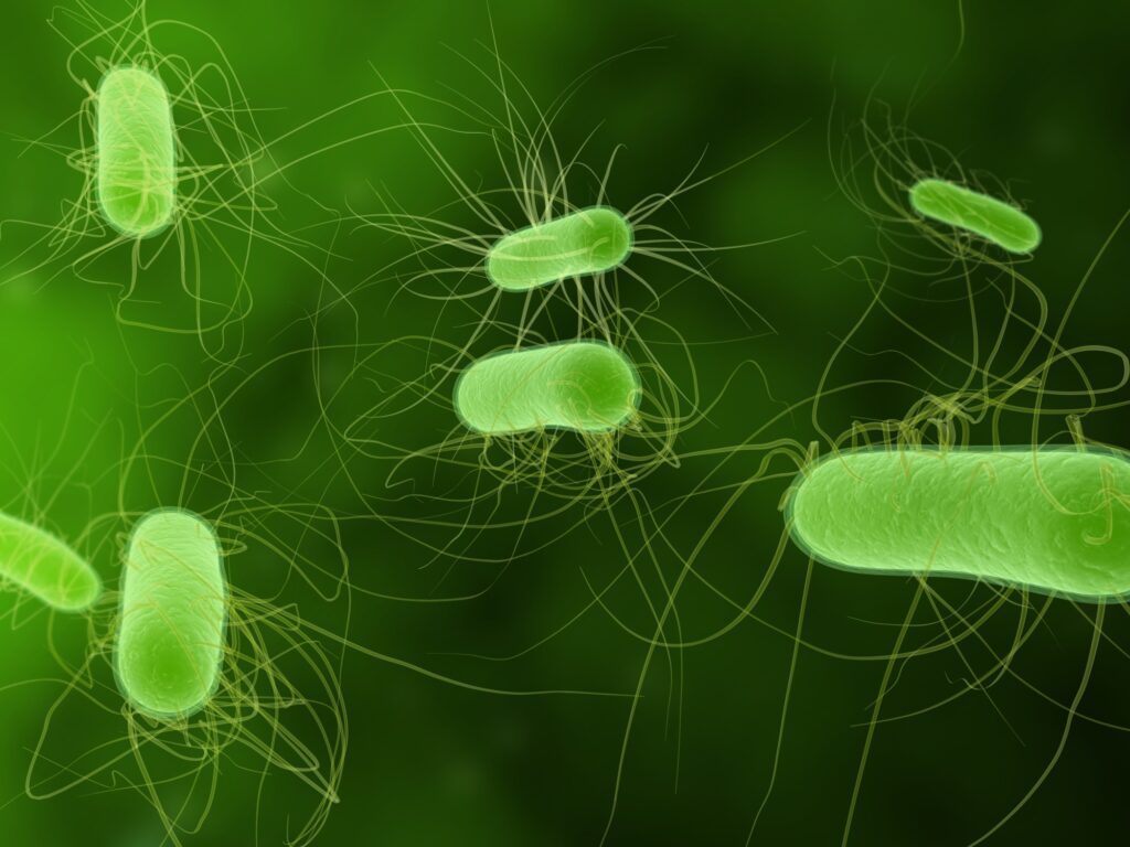 bacterias anaerobias