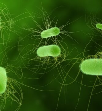 bacterias anaerobias