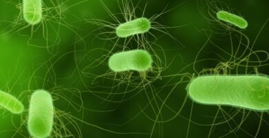 bacterias anaerobias