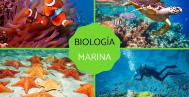 biologia marina