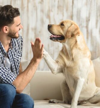 cuidado perro 2
