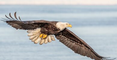 el aguila