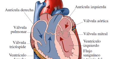 el corazon