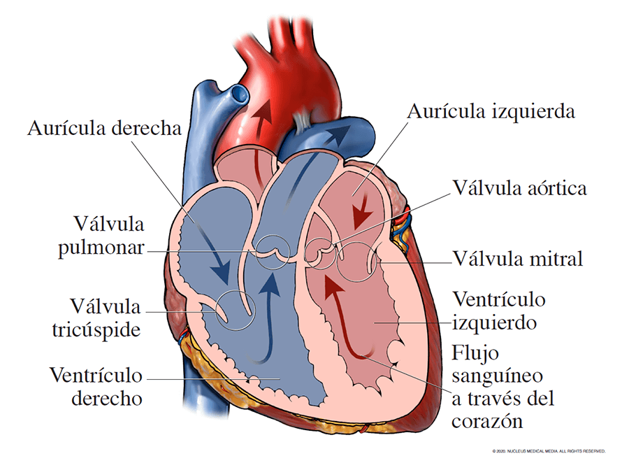 el corazon