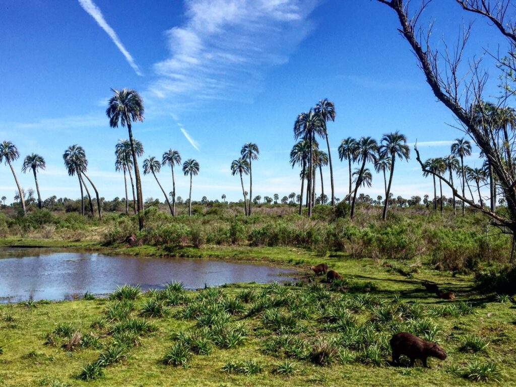 el palmar