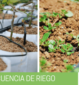frecuencia riego