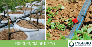 frecuencia riego