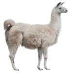 la llama