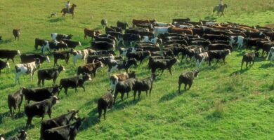 la pampa