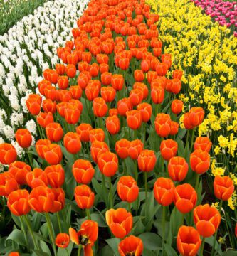 las flores