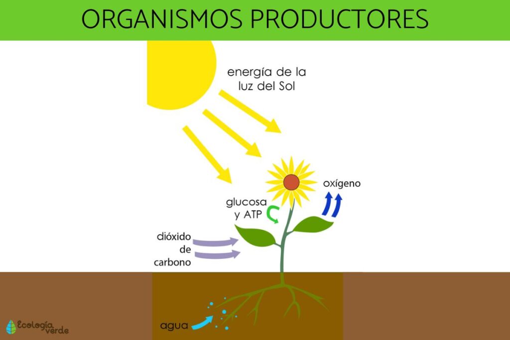los productores
