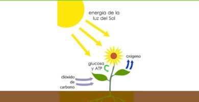 los productores