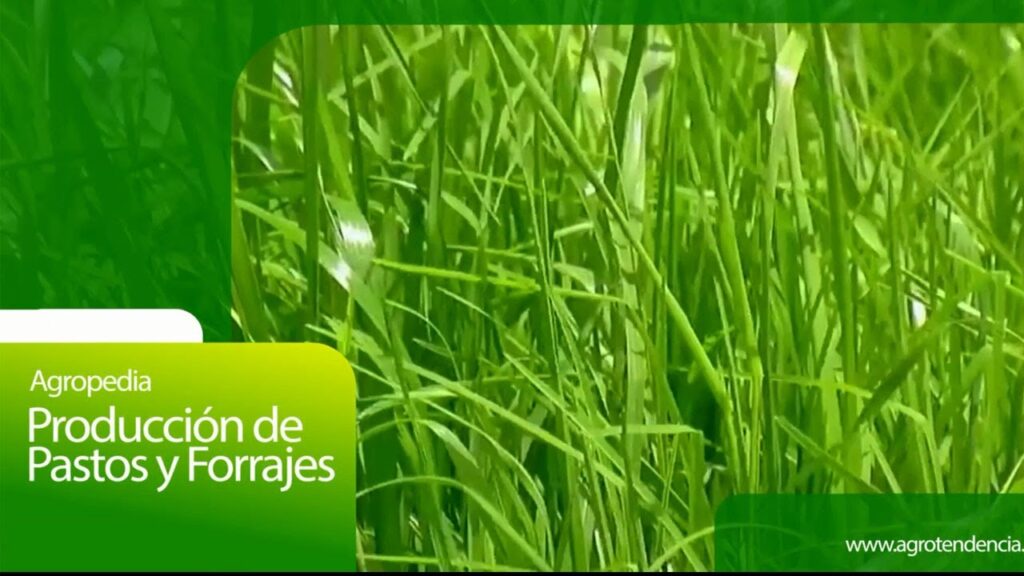 produccion pasto