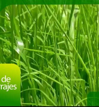produccion pasto
