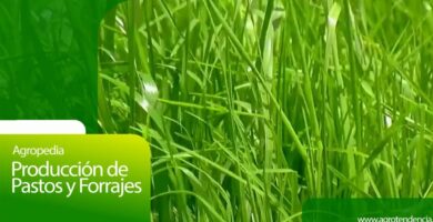 produccion pasto