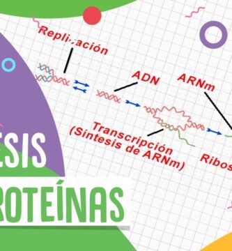 sintesis proteinas