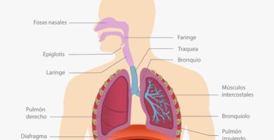 sistema respiratorio