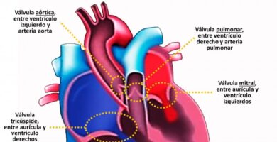 valvulas cardiacas
