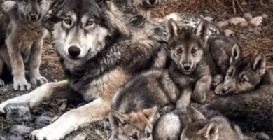 zoologia conservacion