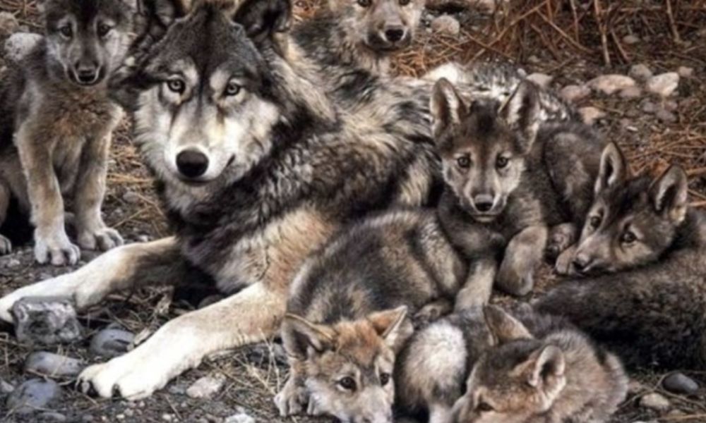 zoologia conservacion